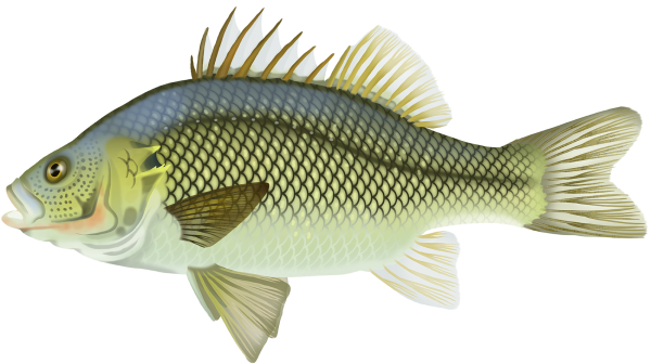 Australian Bass