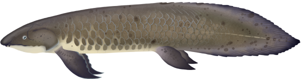 Australian Lungfish