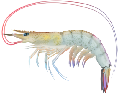 Freshwater Prawn