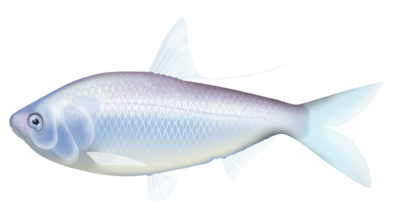 Bony Bream
