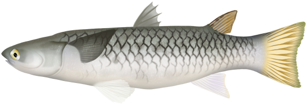 Freshwater Mullet