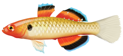 Empire Gudgeon