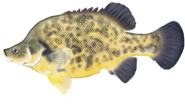 Golden Perch