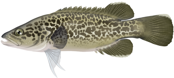 Mary River Cod