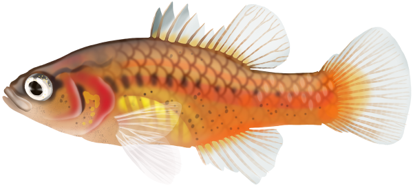 Oxleyan Pygmy Perch