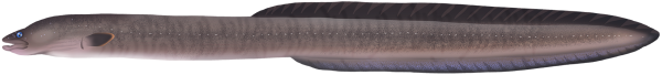 Short-finned Eel