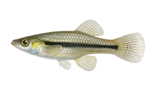 Mosquitofish / Gambusia