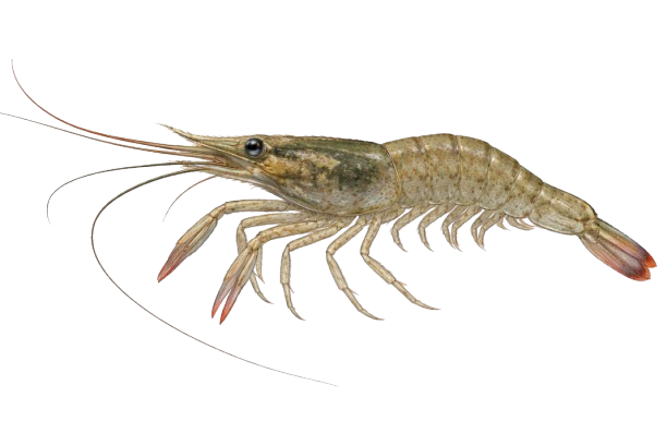 Freshwater Shrimp