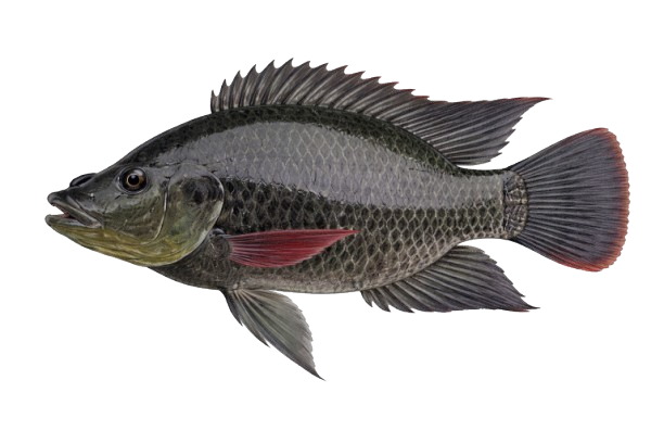 Tilapia